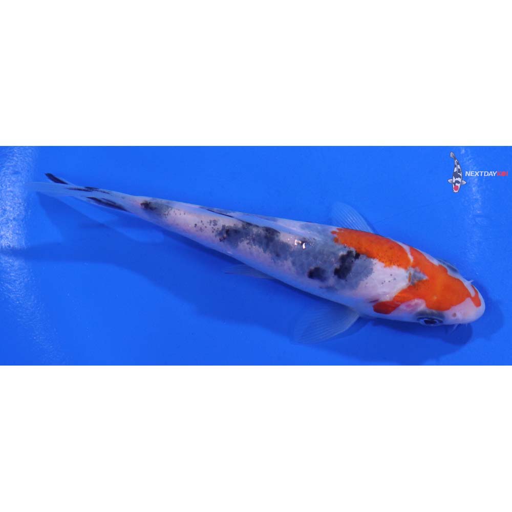 4.5” Imported Sanke
