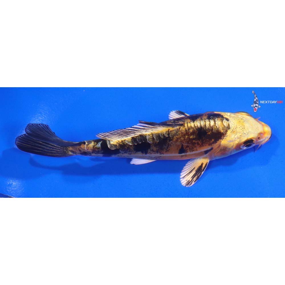 4.5” Imported Doitsu Kin Ki Bekko