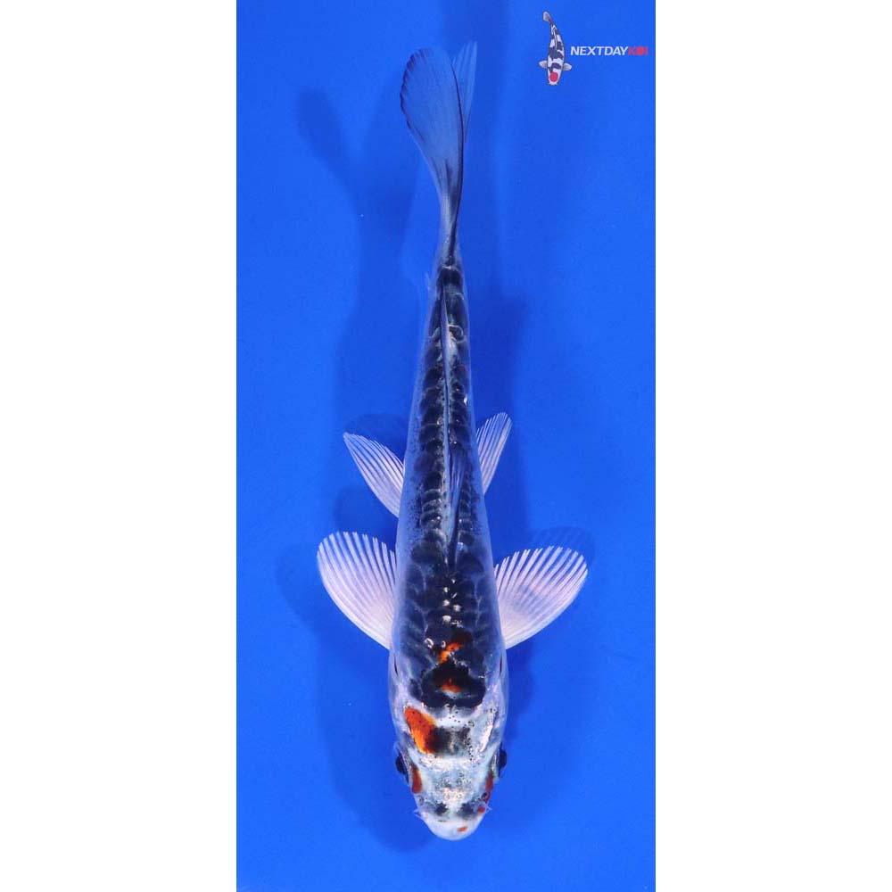 4” Imported Doitsu Kujaku