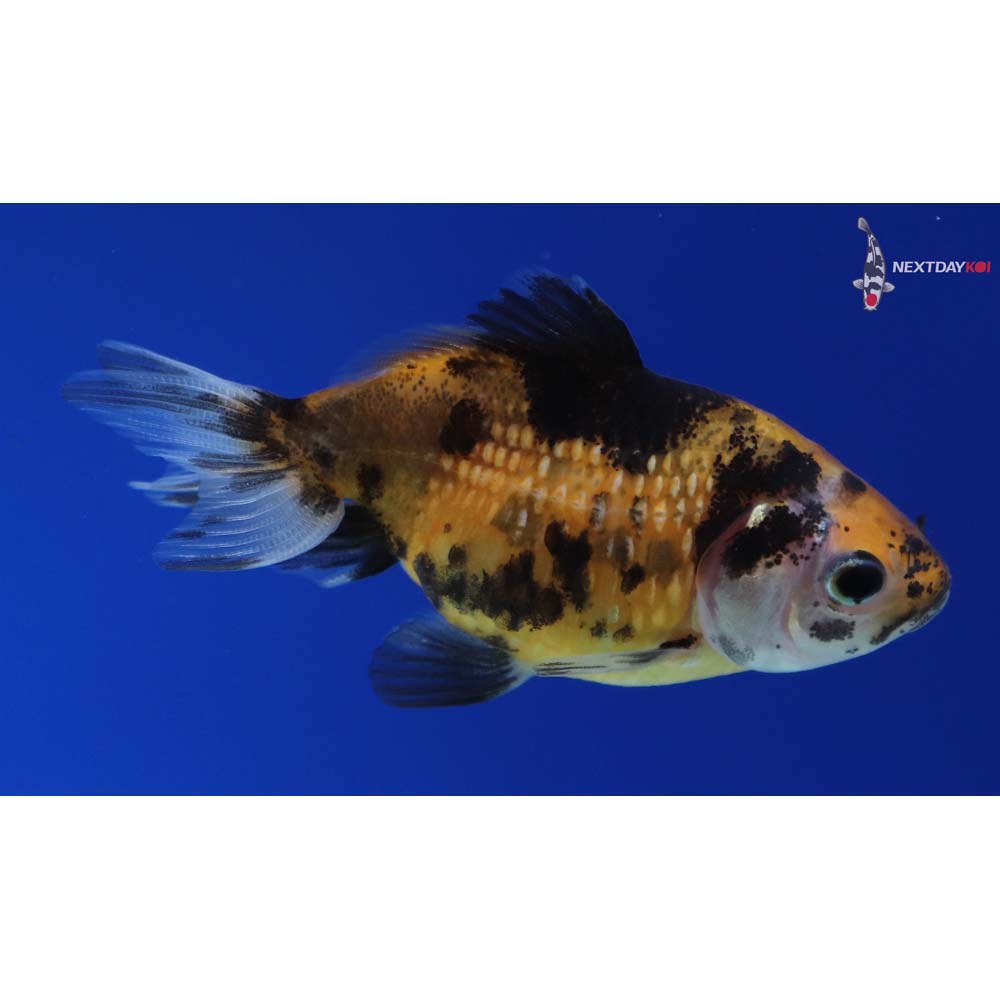 2.5” Imported Calico Pearlscale
