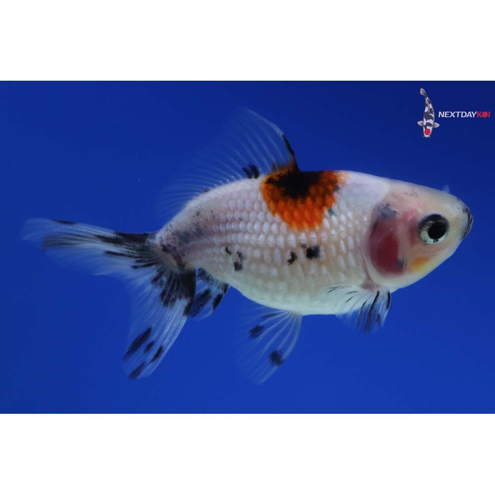 3” Imported Calico Pearlscale