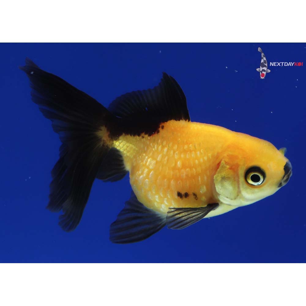3” Imported Yellow and Black Pearlscale