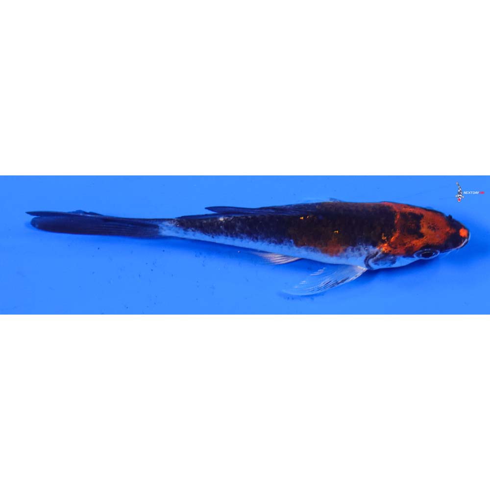 3.5” Imported Goshiki Butterfly Koi
