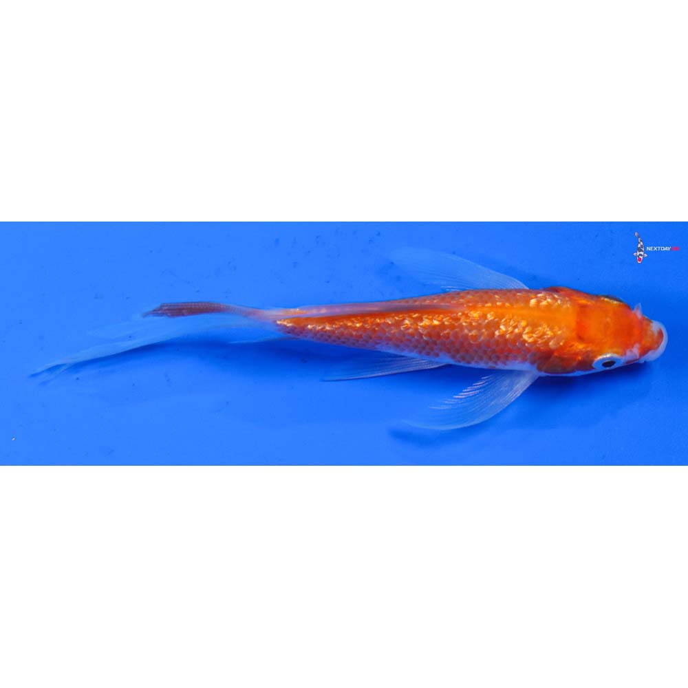 4” Imported Gin Rin Kohaku Butterfly Koi