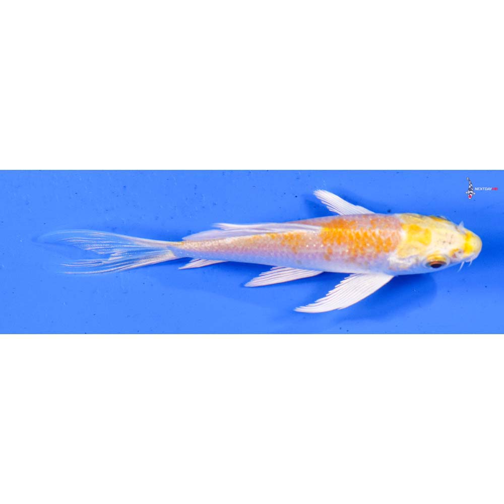 4” Imported Lemon Hariwake Butterfly Koi