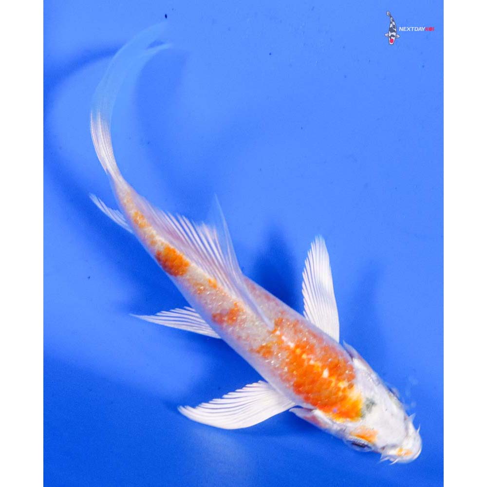 4” Imported Hariwake Butterfly Koi