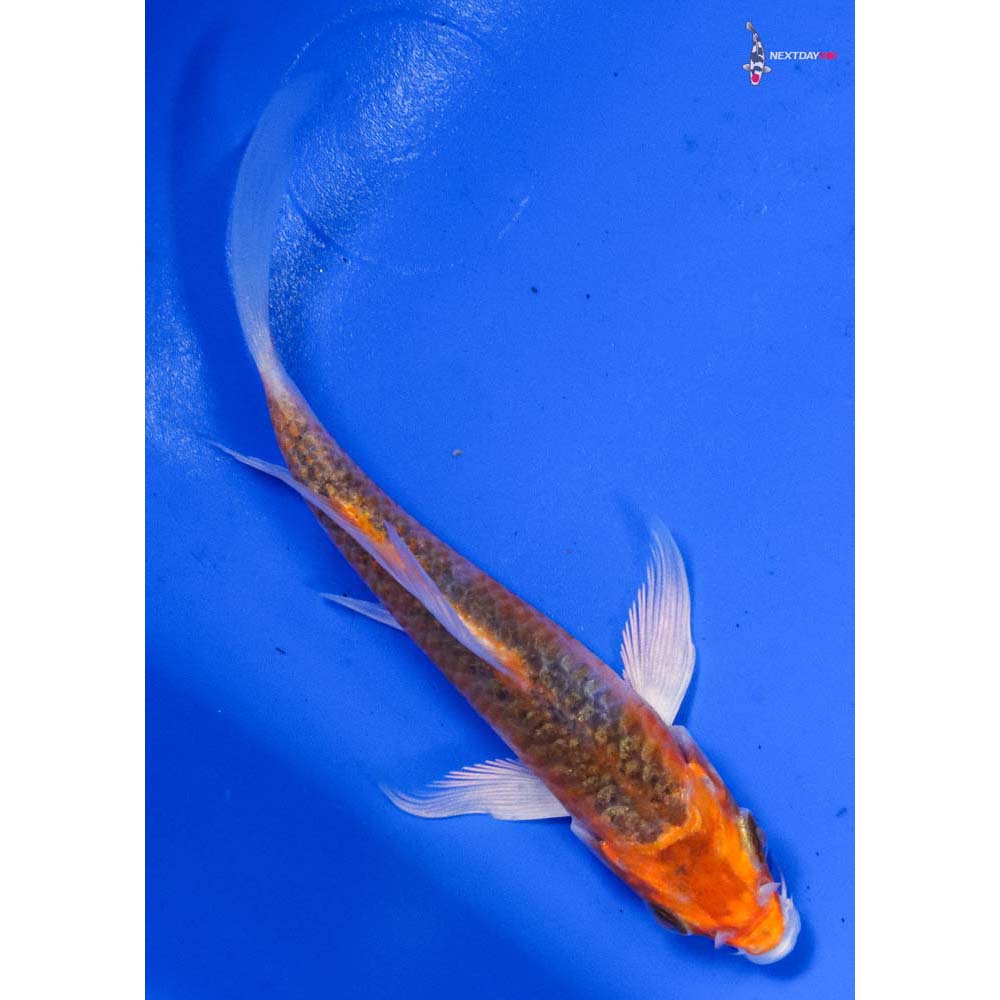 3.5” Imported Armor Scaled Kujaku Butterfly Koi