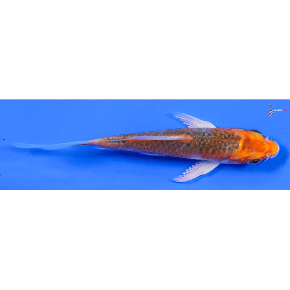 3.5” Imported Armor Scaled Kujaku Butterfly Koi