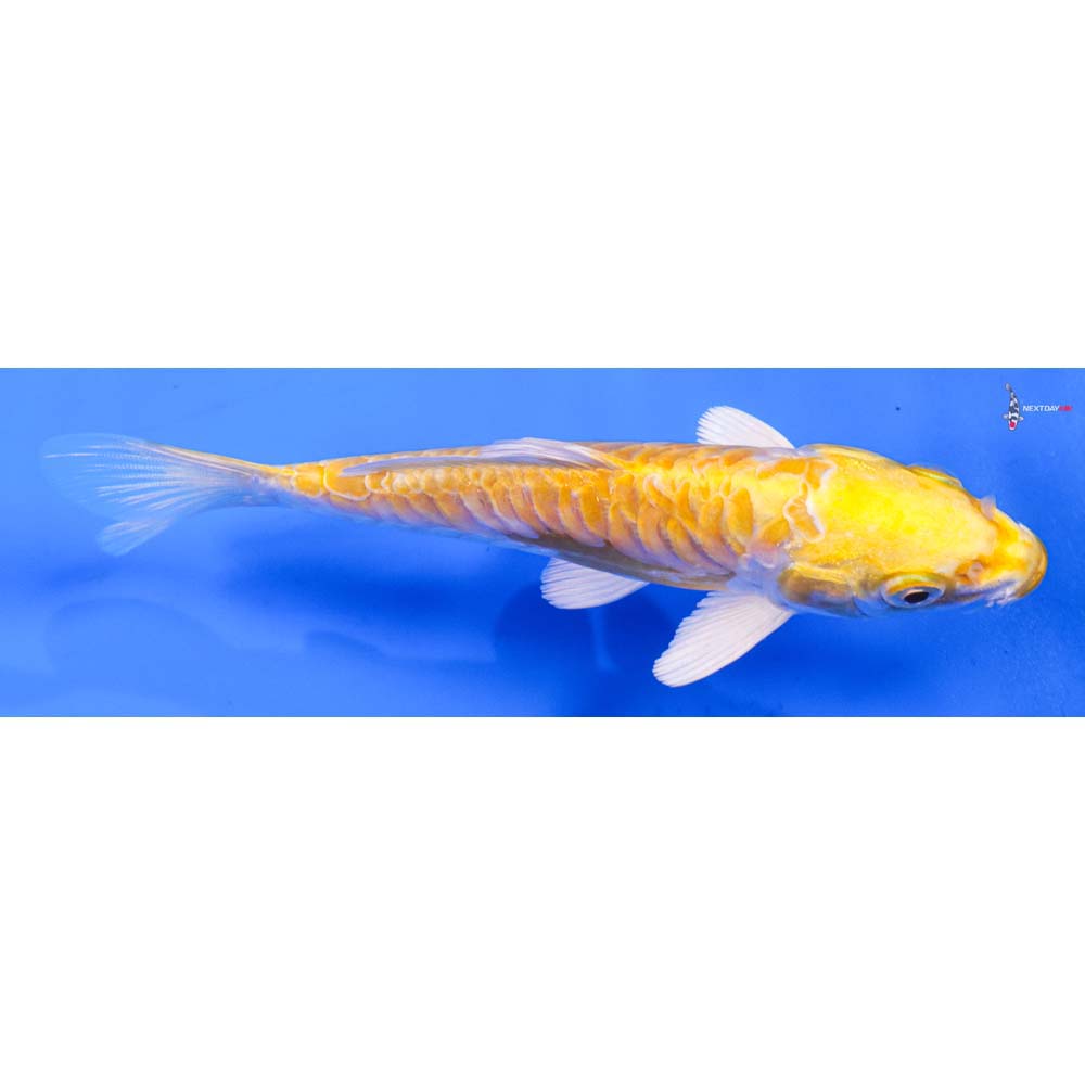 5.5” Imported Armor Scaled Lemon Hariwake