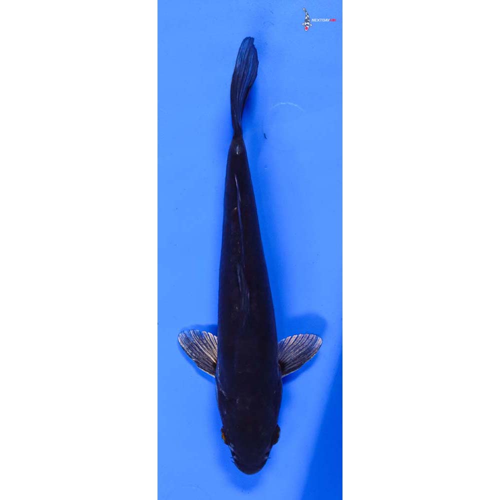 8.5” Imported Doitsu Soragoi