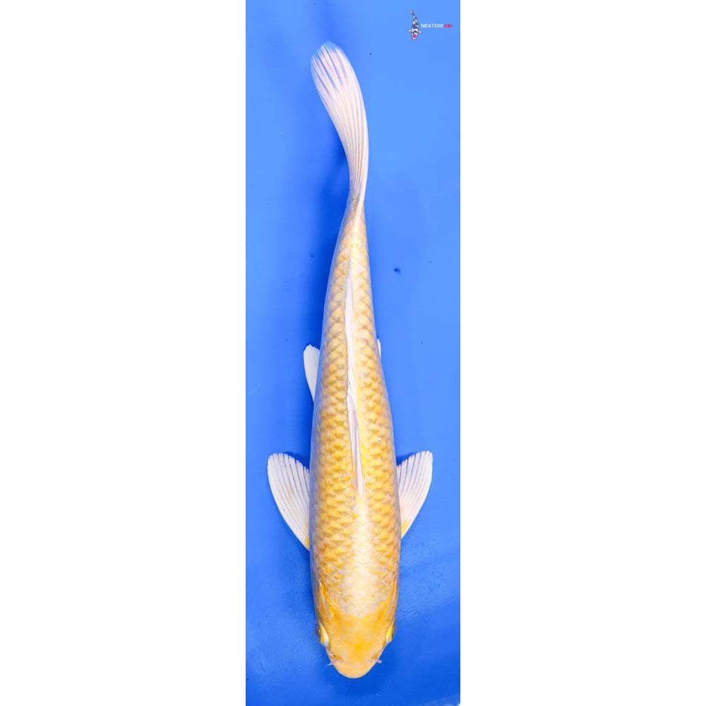 9.5” Imported Yamabuki Ogon