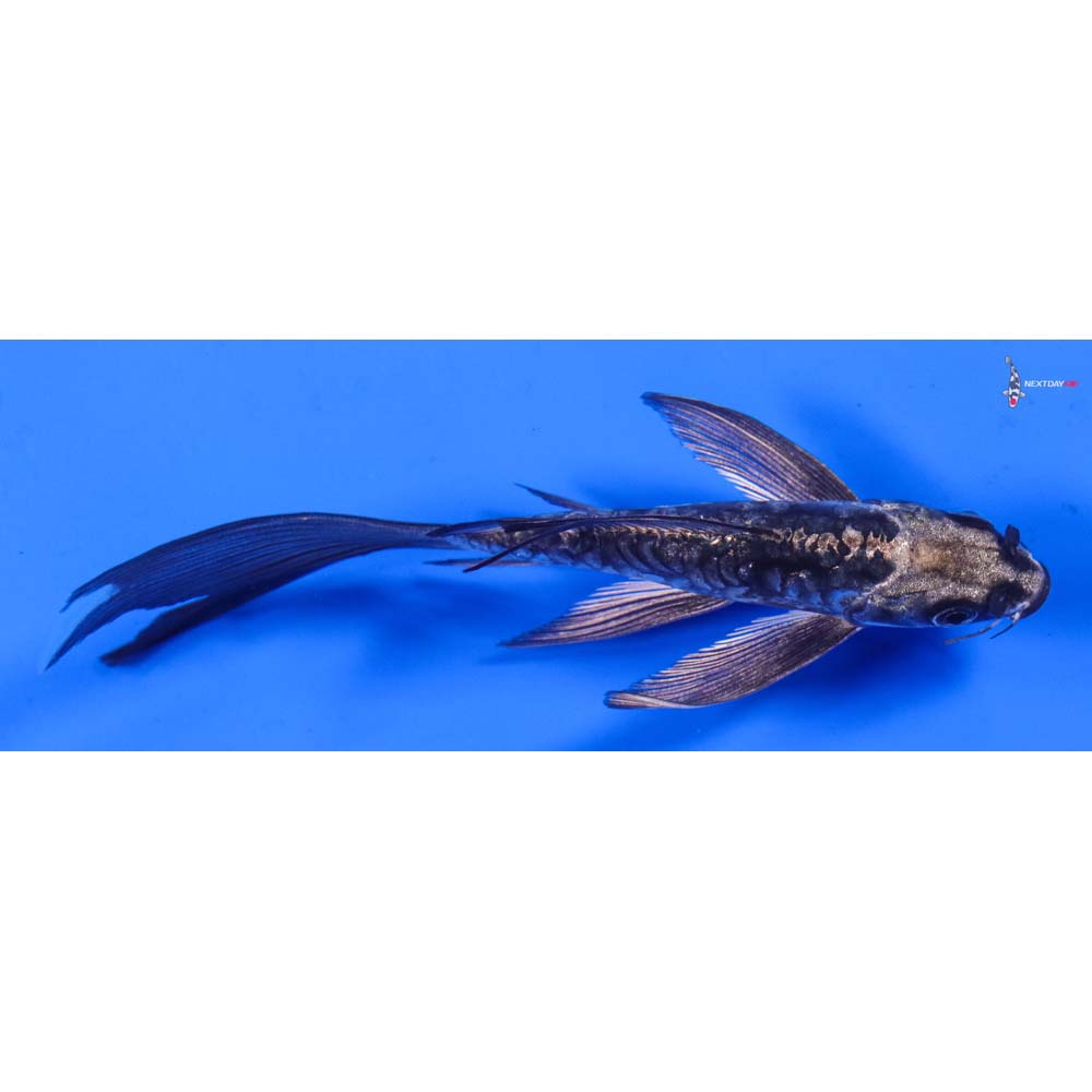 6” Imported Kikokuryu Butterfly Koi
