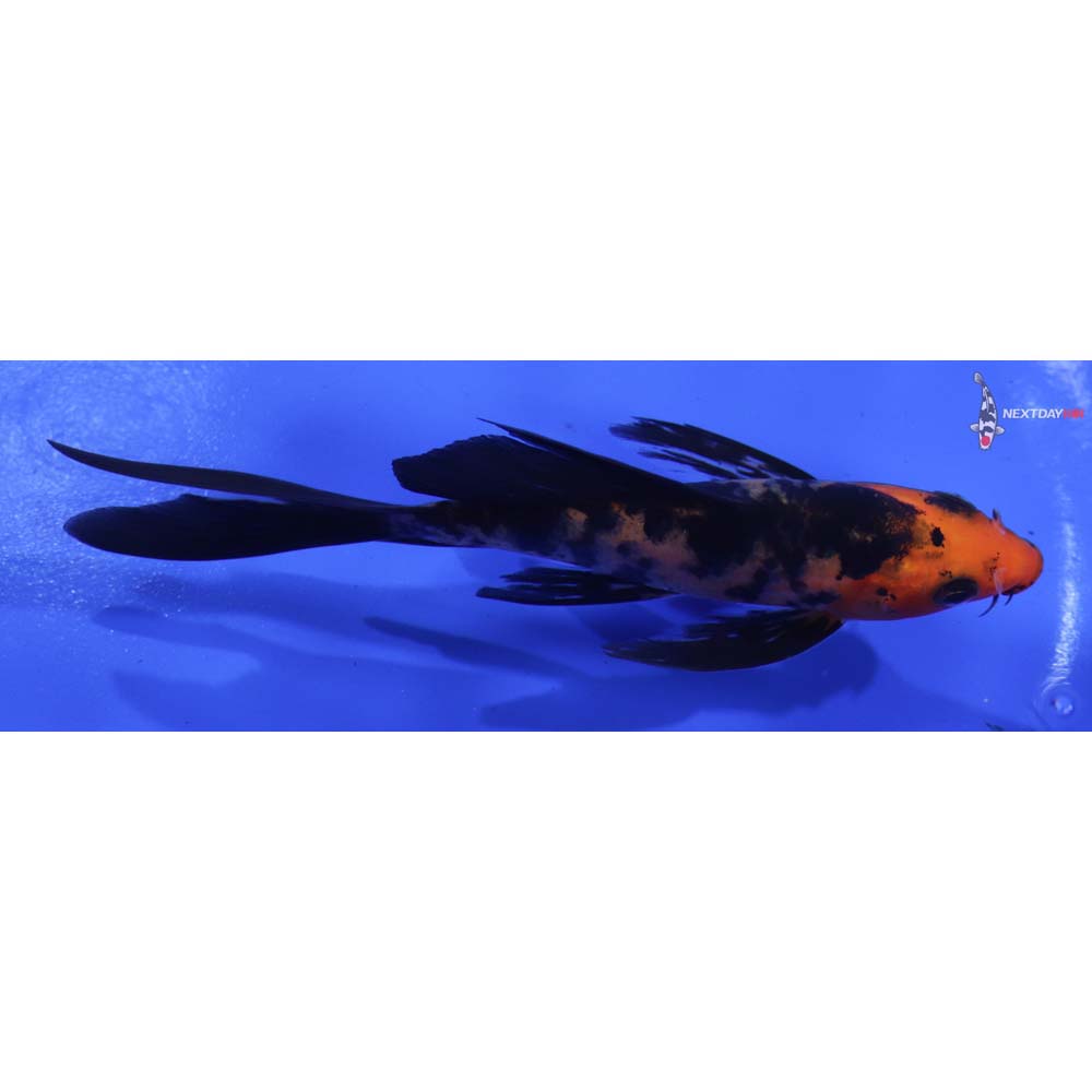 4.5” Imported Aka Bekko Butterfly Koi