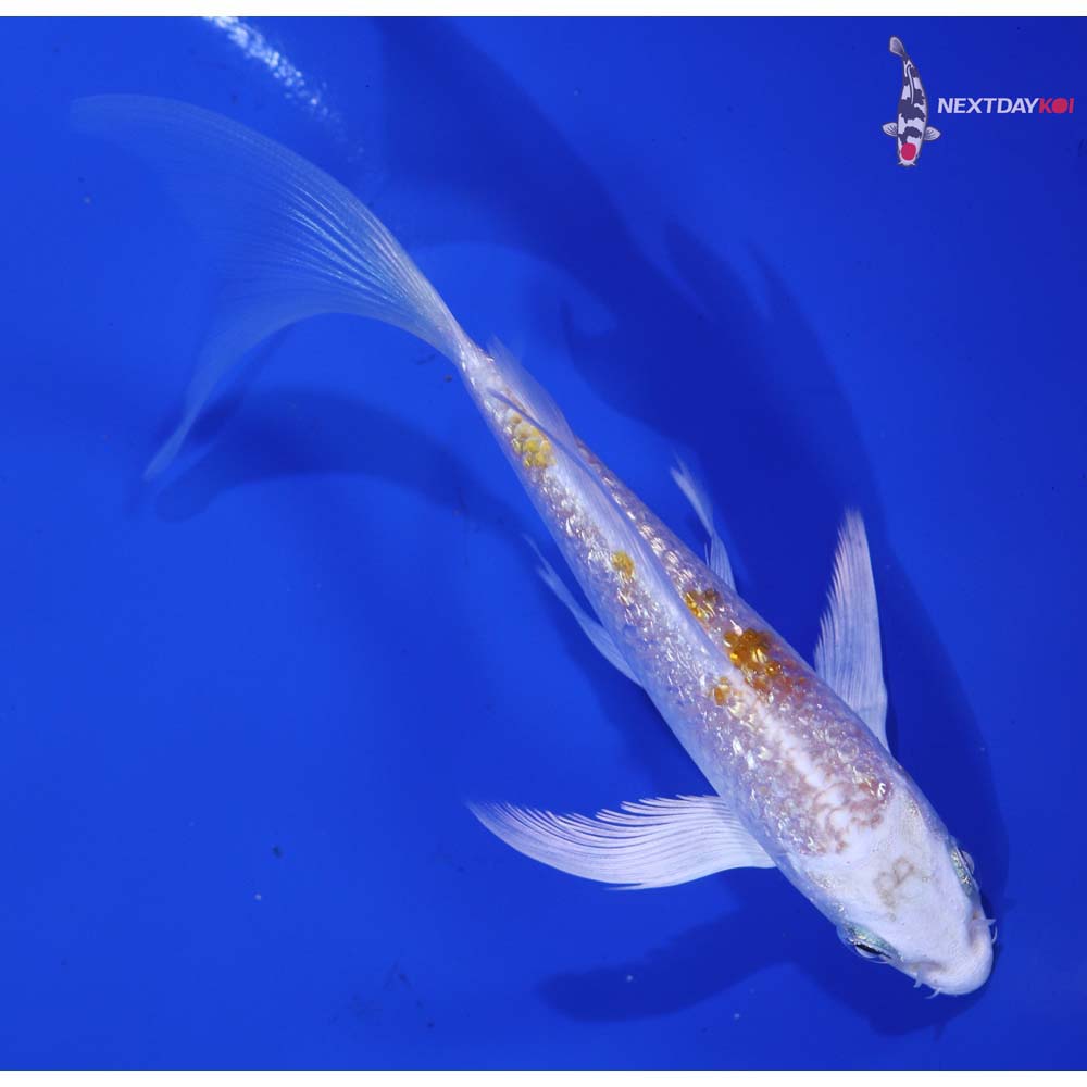 5” Imported Gin Rin Hariwake Butterfly Koi