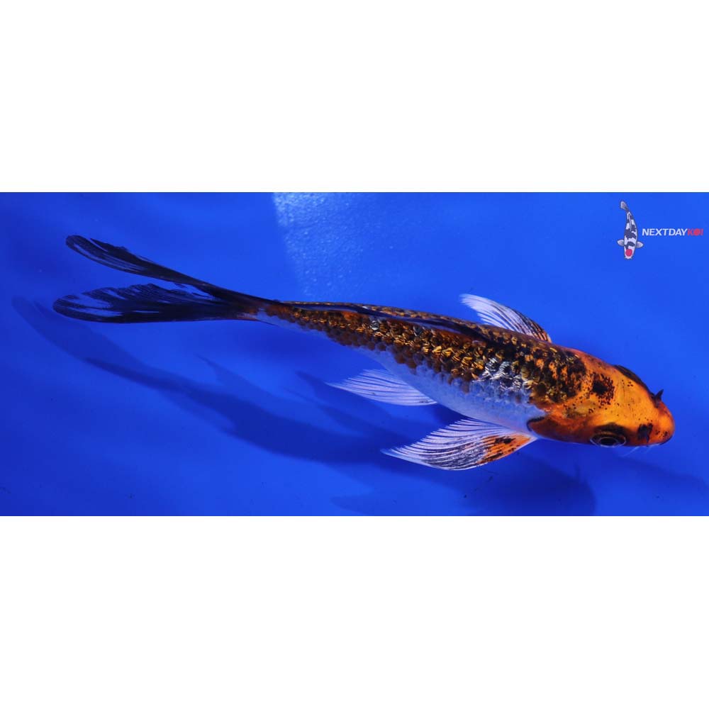 4.5” Imported Gin Rin Kujaku Butterfly Koi