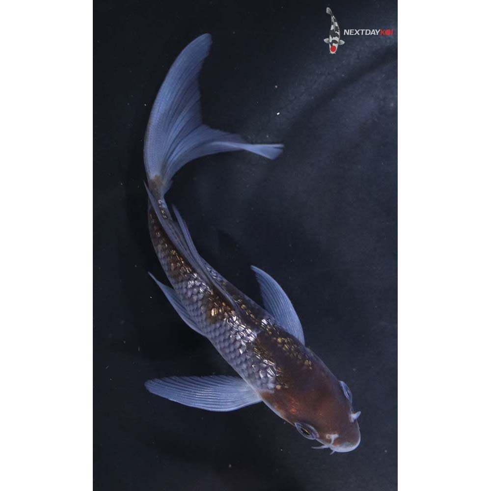 5” Imported Gin Rin Ochiba Shigure Butterfly Koi