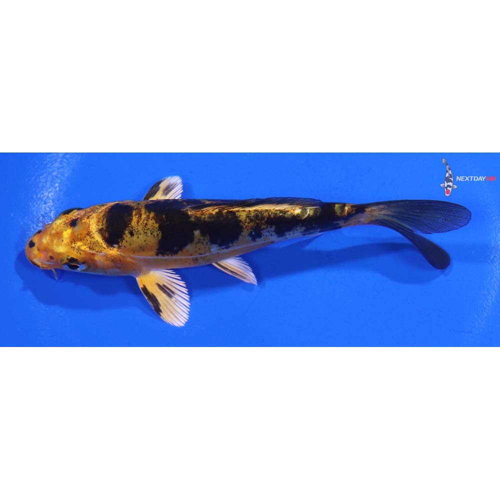 4” Imported Doitsu Kin Ki Bekko