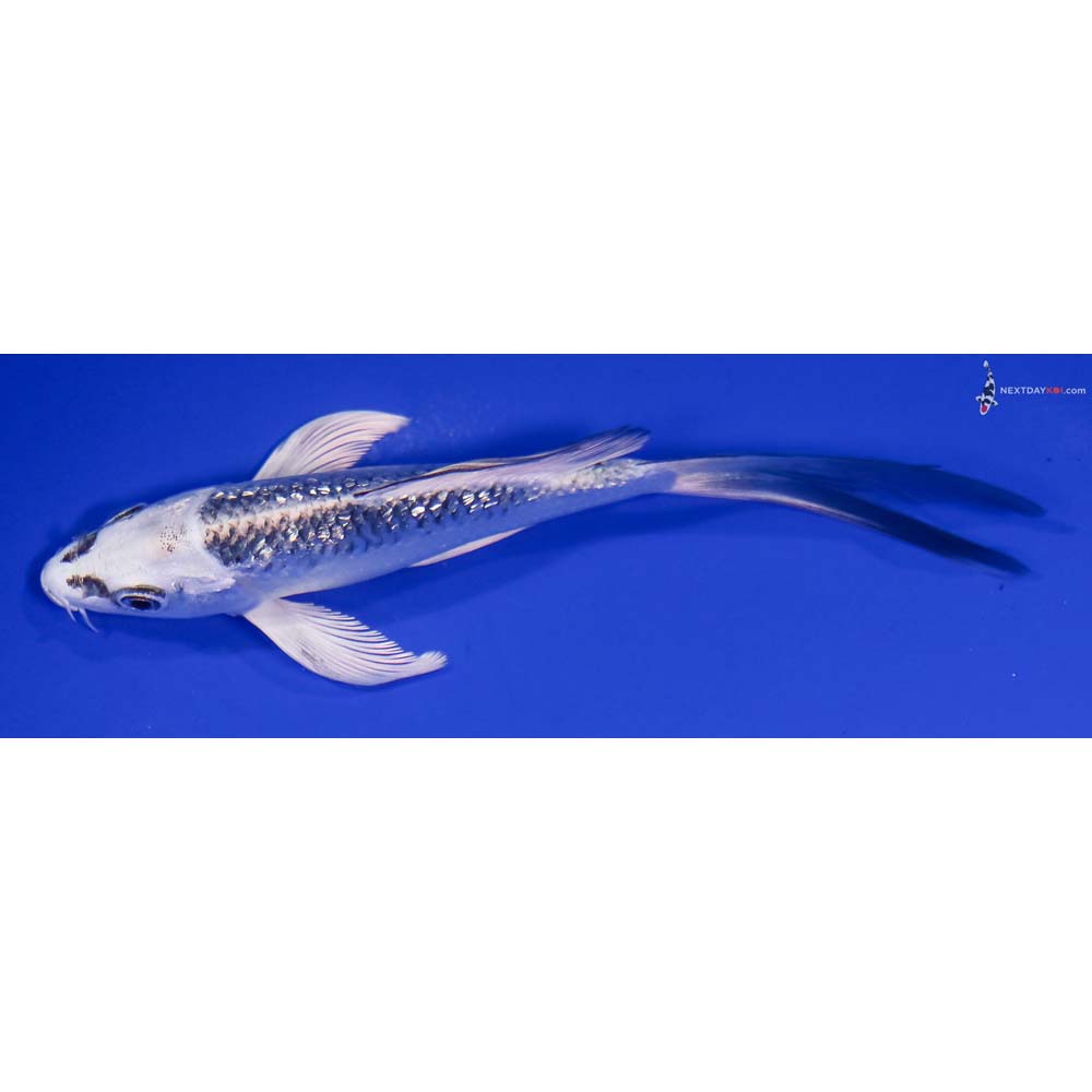 5.5” Imported Gin Rin Gin Matsuba Butterfly Koi