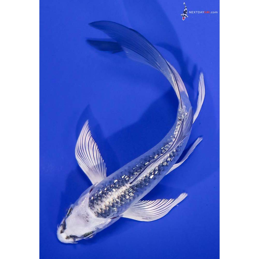 5.5” Imported Gin Rin Gin Matsuba Butterfly Koi