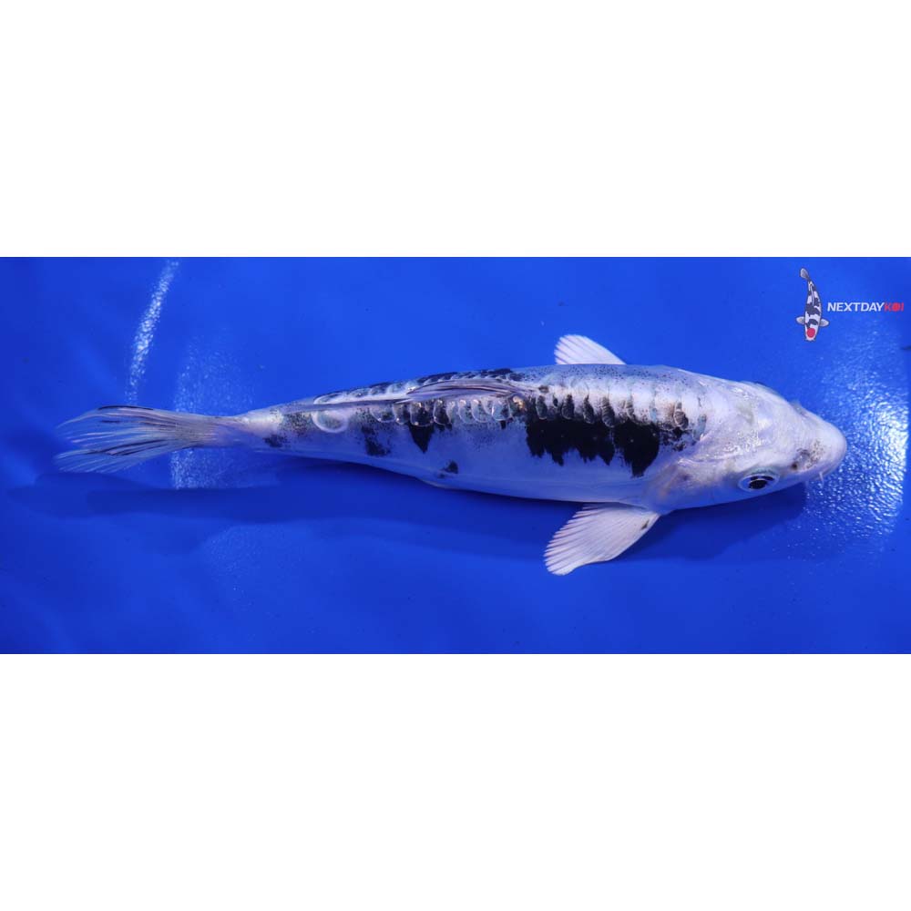 5.5” Imported Doitsu Gin Shiro Bekko