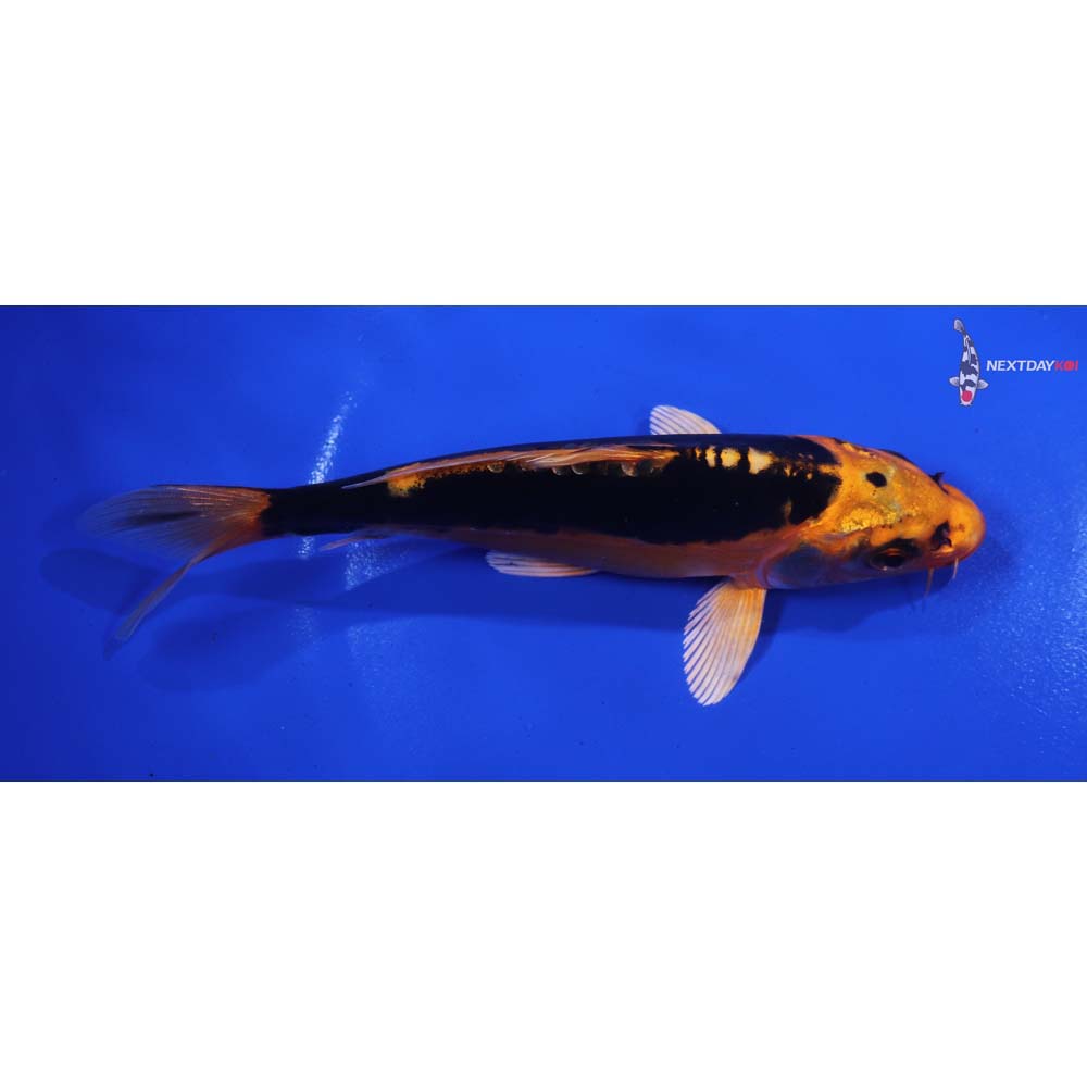 6” Imported Kin Kikokuryu