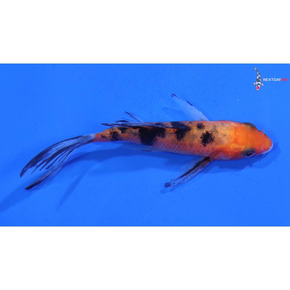 4” Imported Sanke Butterfly Koi
