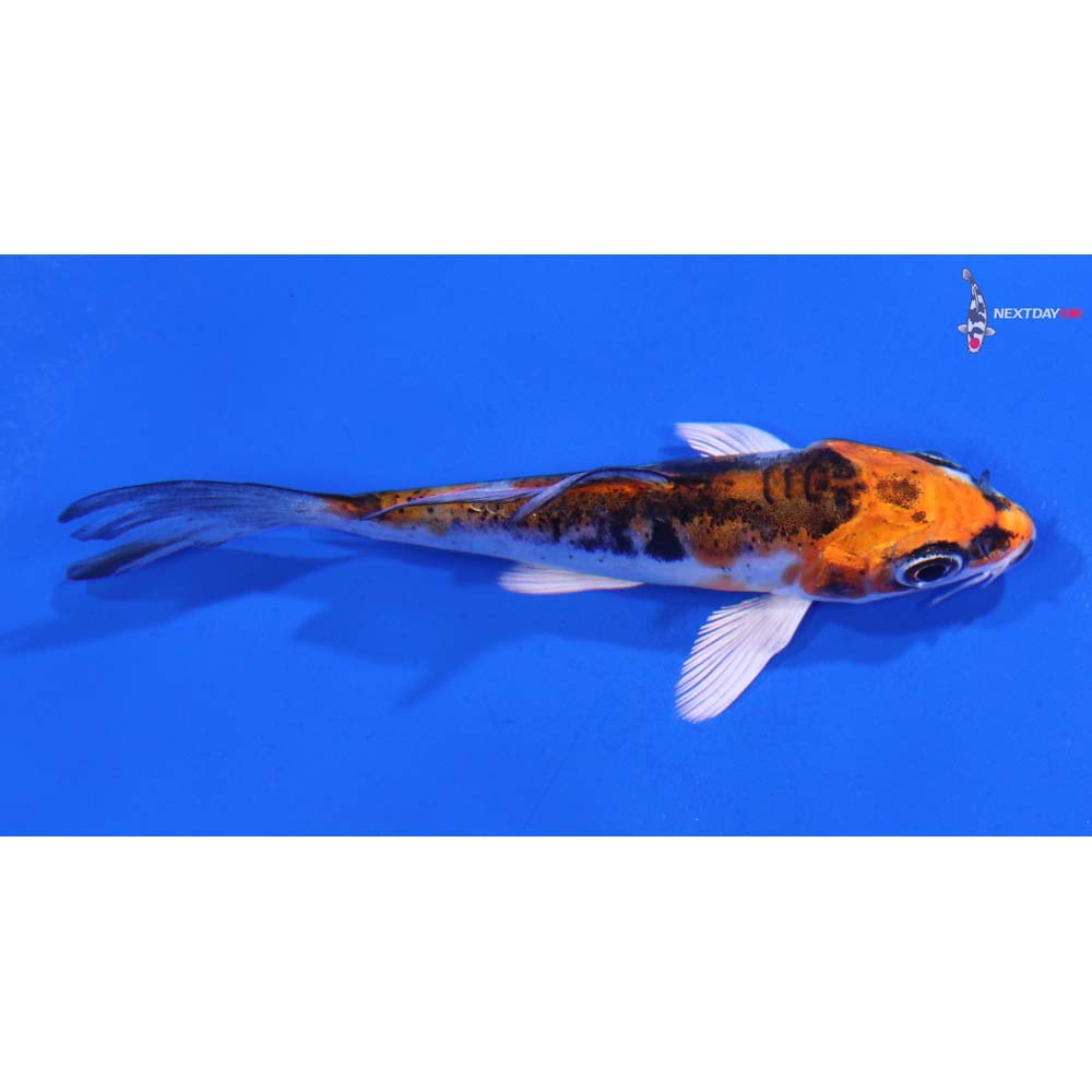 3.5” Imported Heisei Nishiki Butterfly Koi