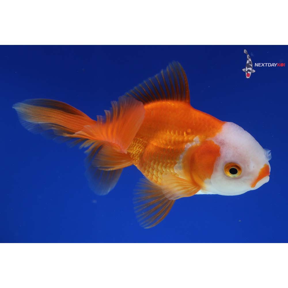 4.5” Imported Red and White Oranda