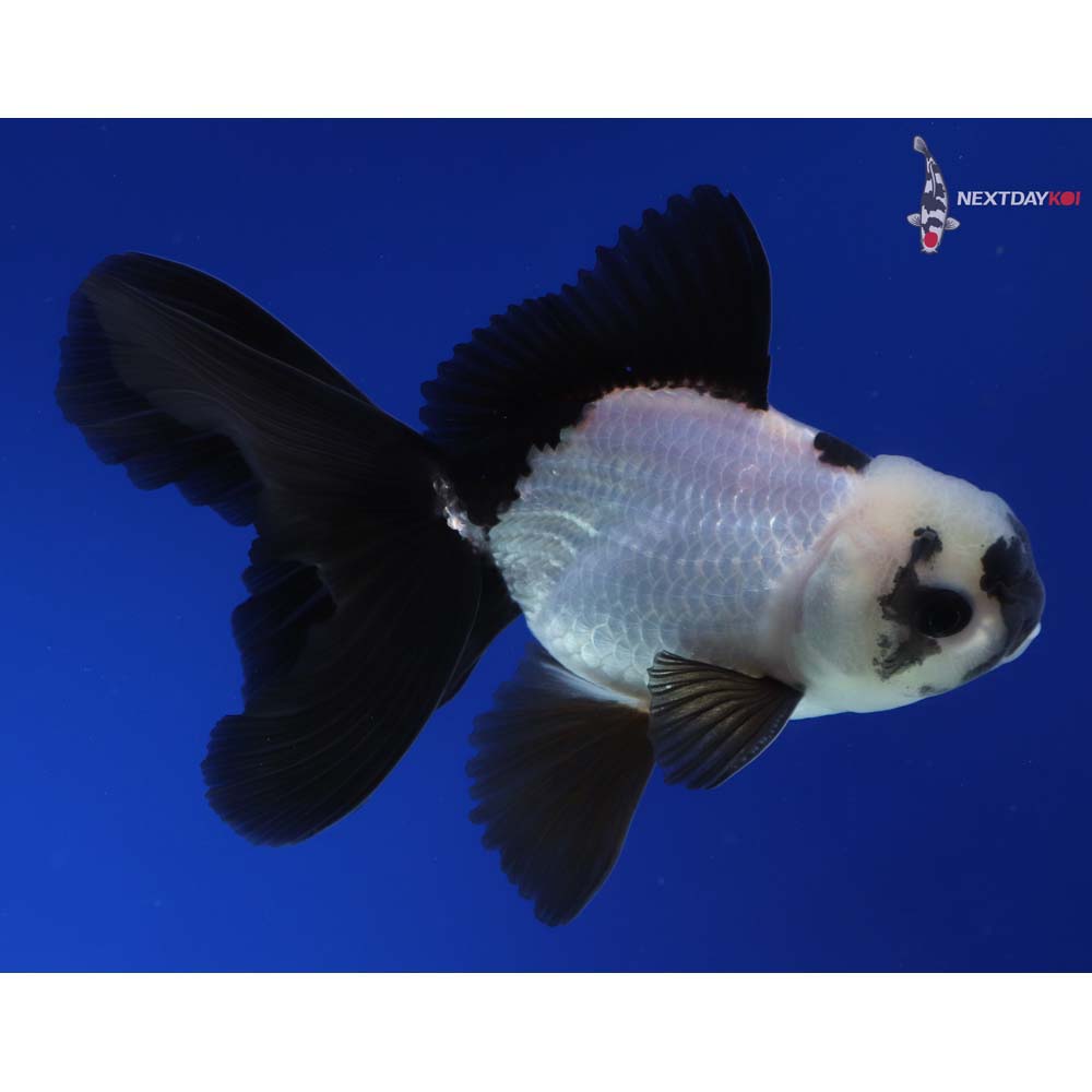 4.5” Imported Male Panda Oranda