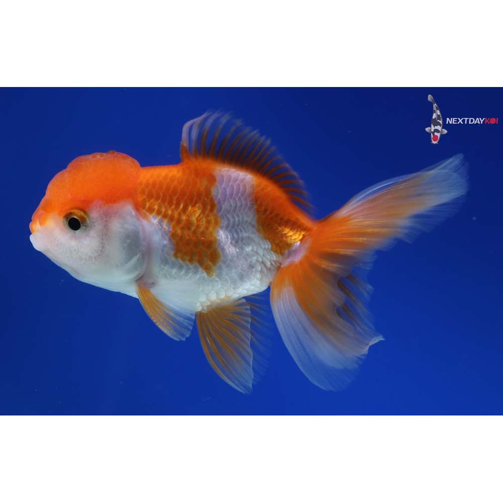 4” Imported Male Red and White Oranda