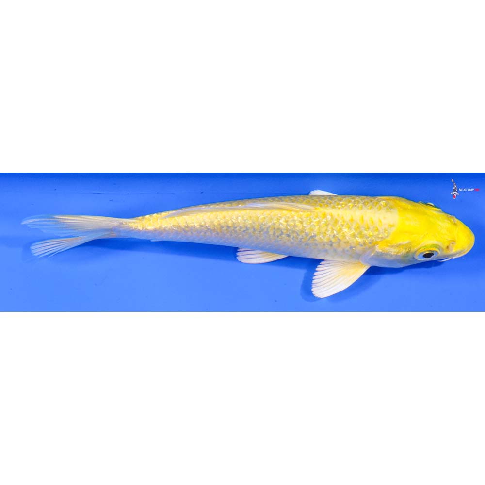 5.5” Imported Gin Rin Yamabuki Ogon