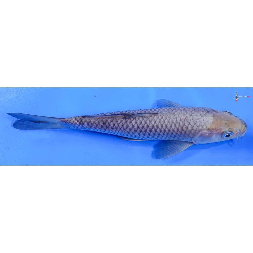 8.5” Imported Ochiba Shigure
