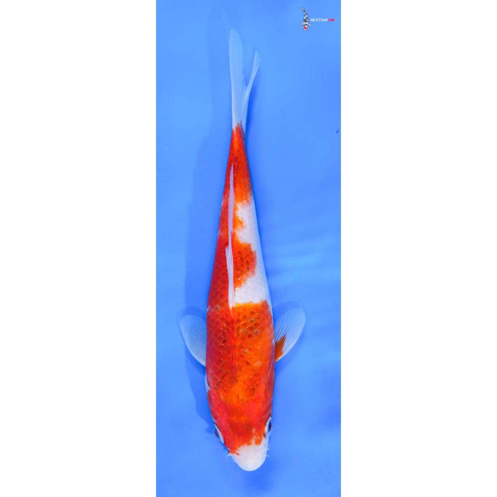 8.5” Imported Goromo