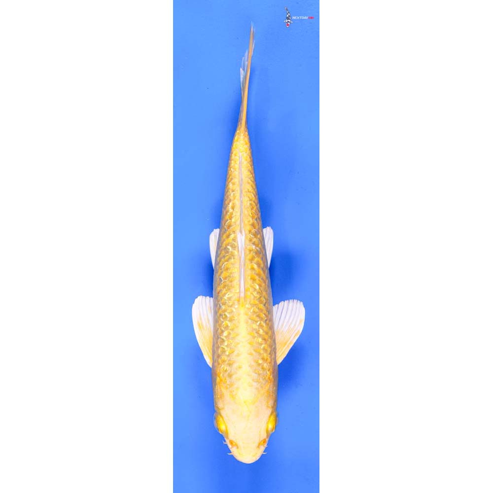 8.5” Imported Gin Rin Yamabuki Ogon