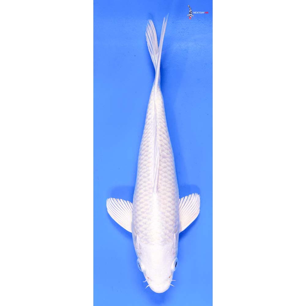 8.5” Imported Platinum Ogon