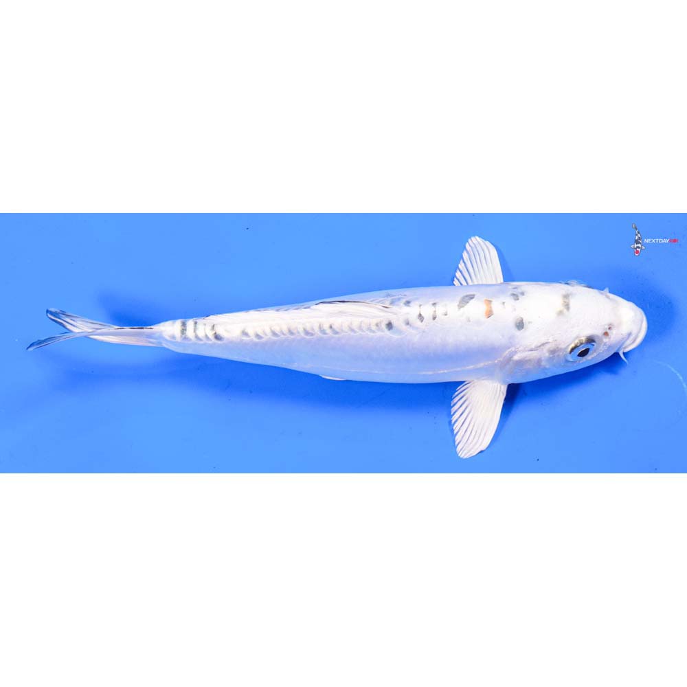 8” Imported Doitsu Kujaku