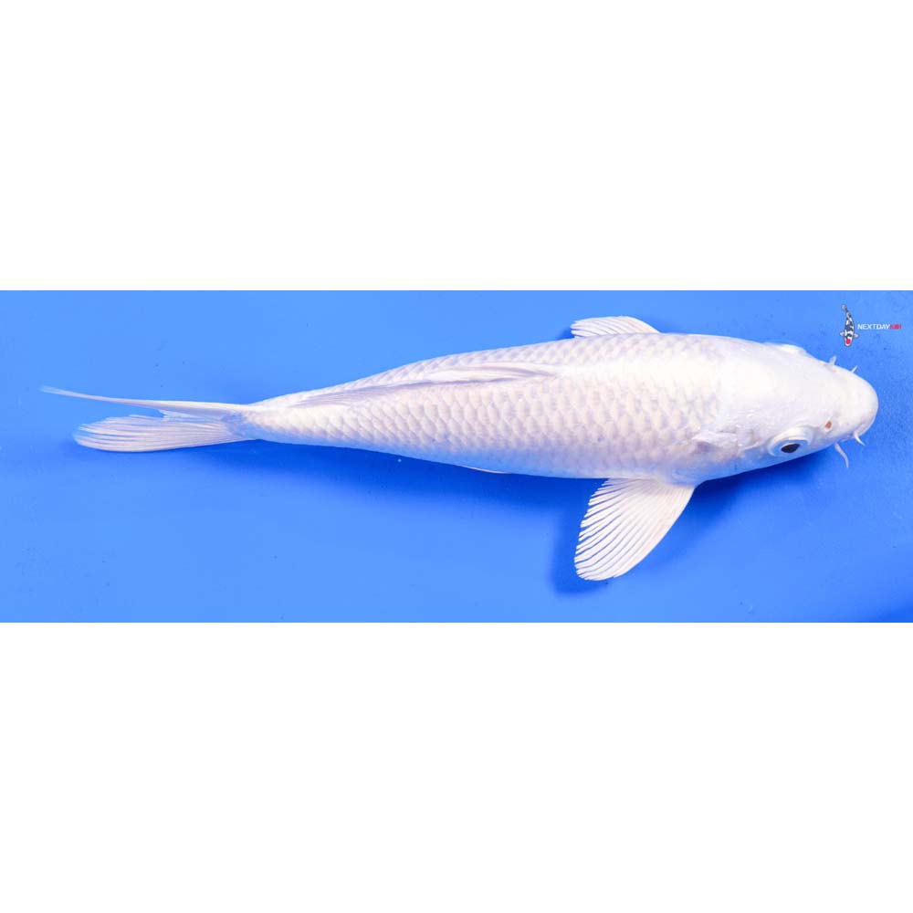 8.5” Imported Platinum Ogon