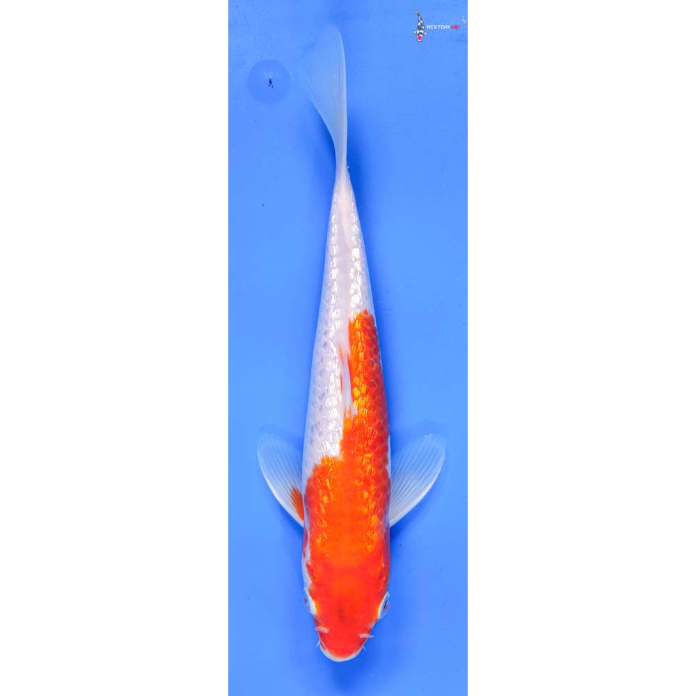 9” Imported Gin Rin Kohaku