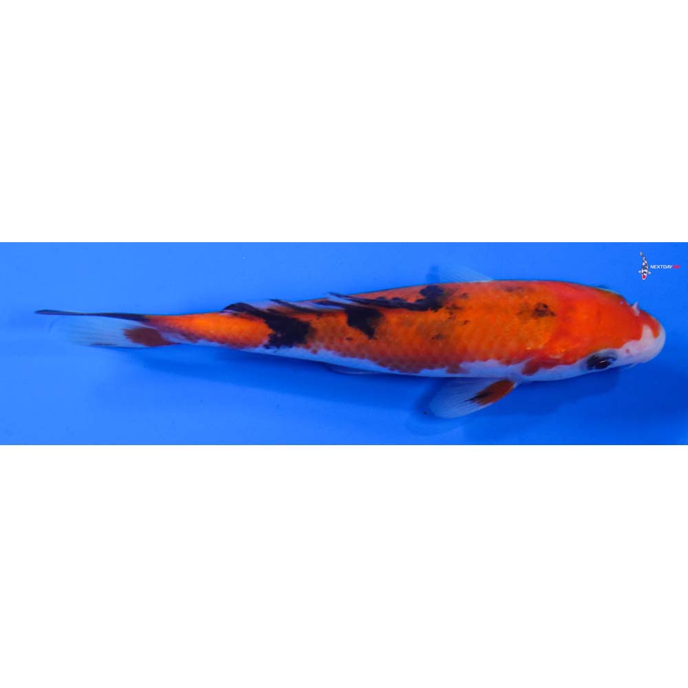 5” Imported Sanke