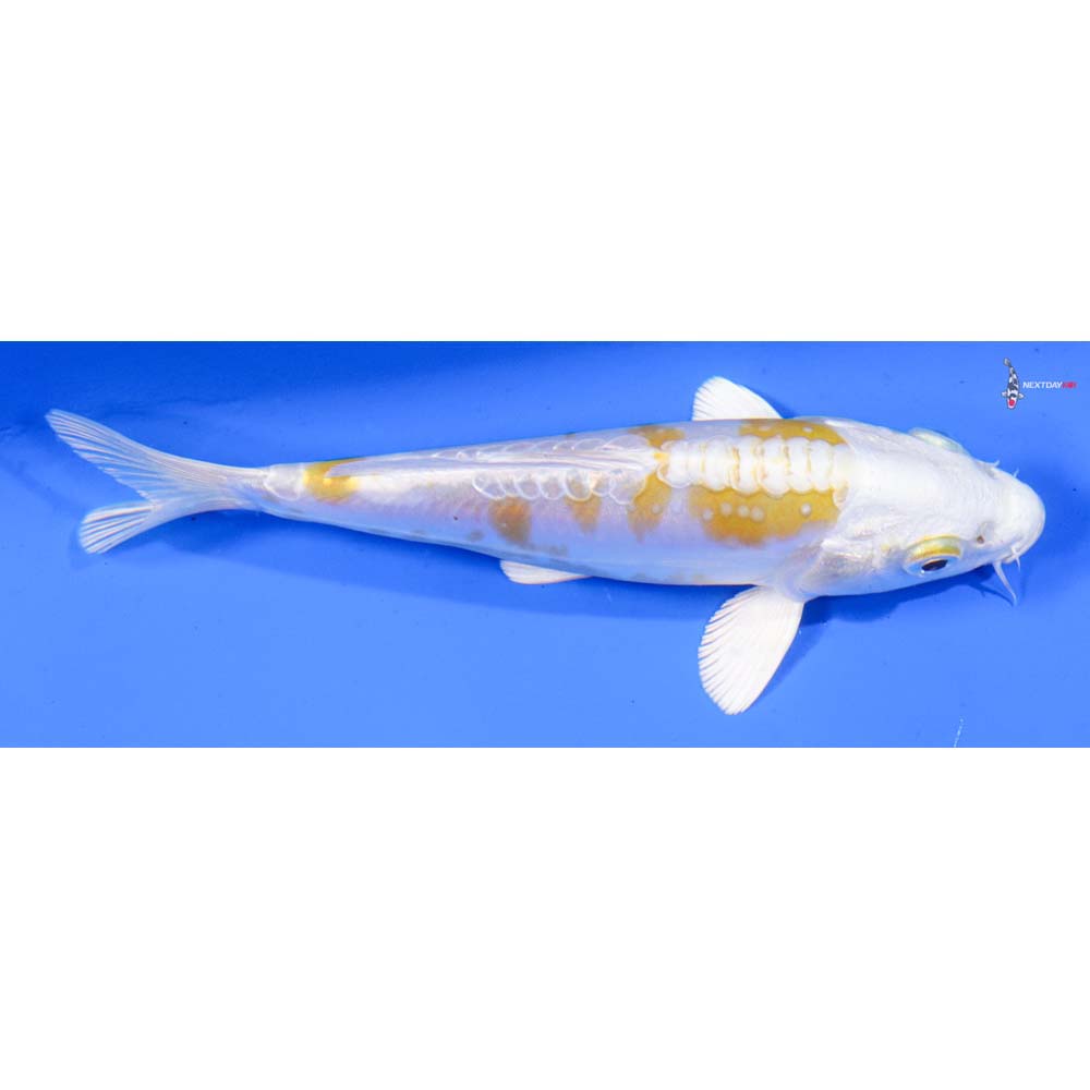 5.5” Imported Doitsu Lemon Hariwake