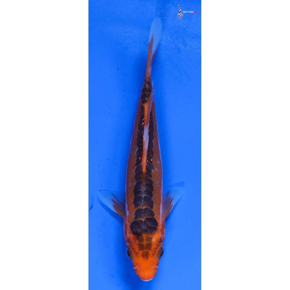 5.5” Imported Hana Shusui
