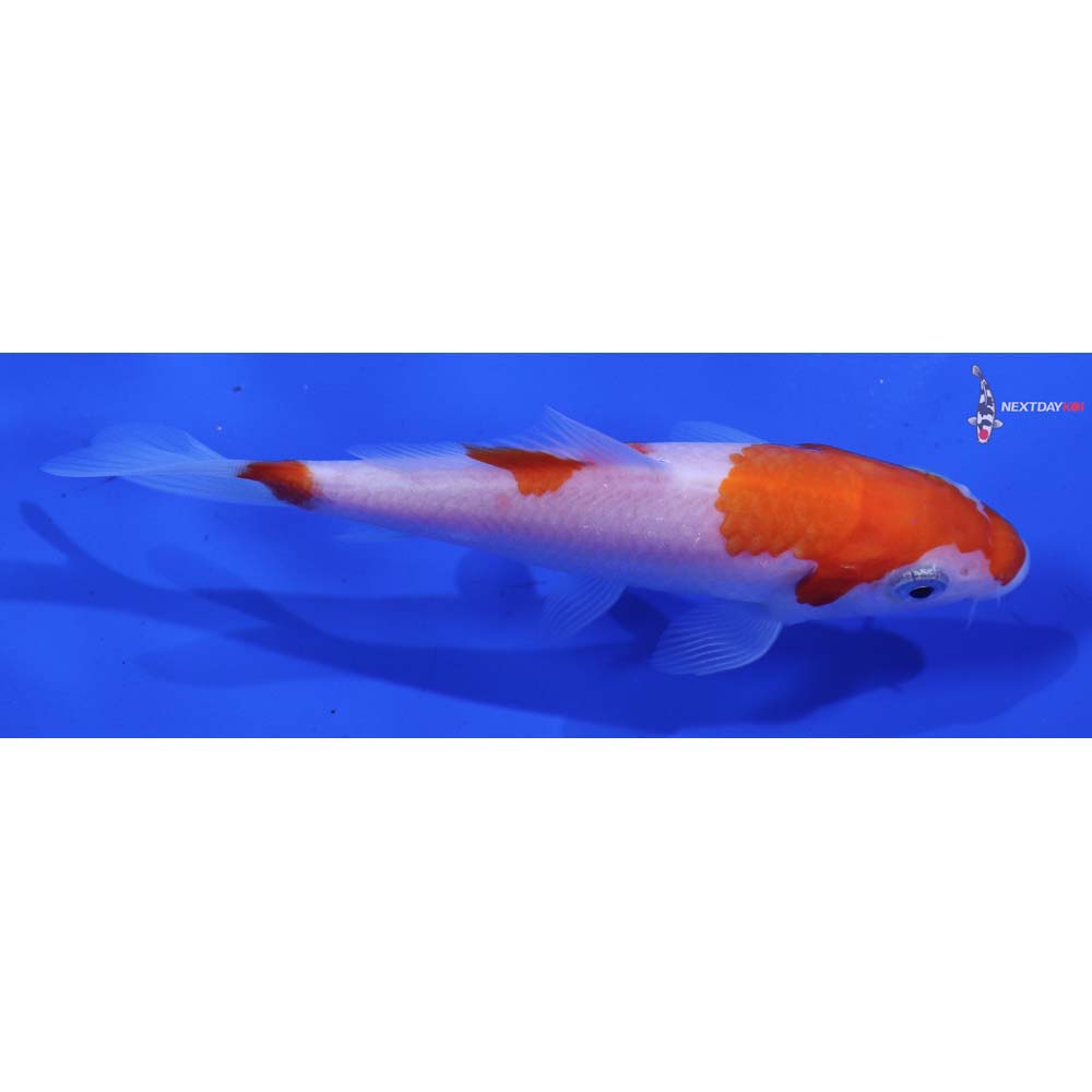 4” Imported Kohaku