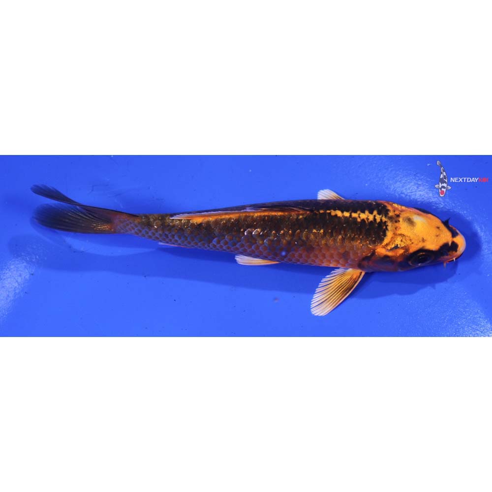 4.5” Imported Orenji Matsuba