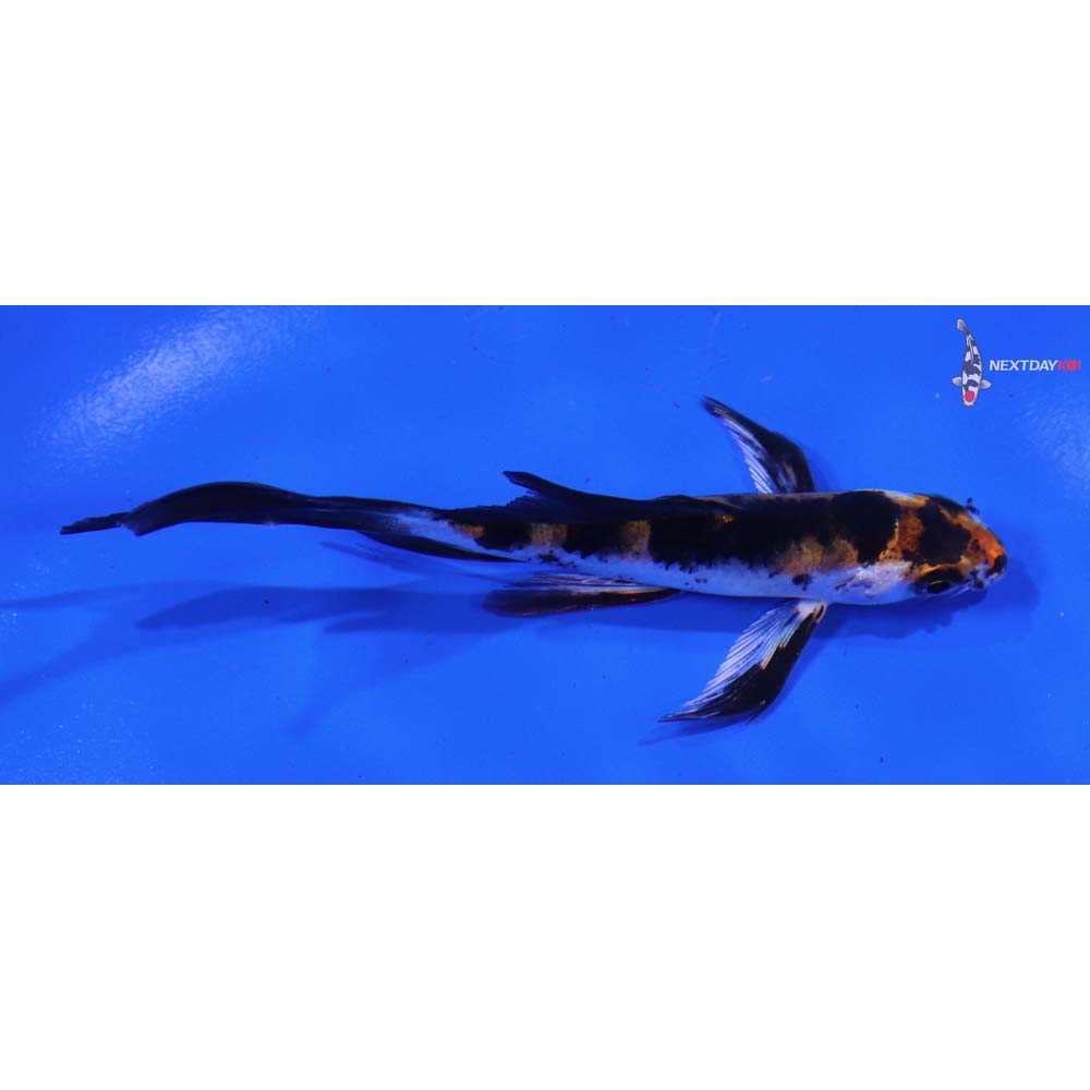 4” Imported Yamato Nishiki Butterfly Koi