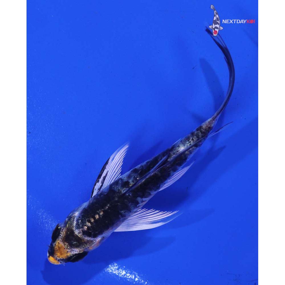 3.5” Imported Armor Scaled Kujaku Butterfly Koi