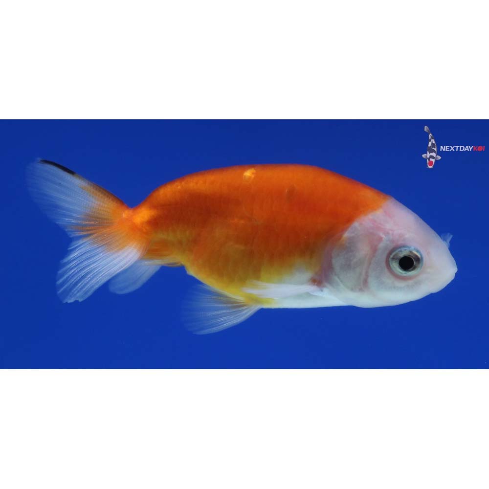 2.5” Imported Red and White Ranchu 