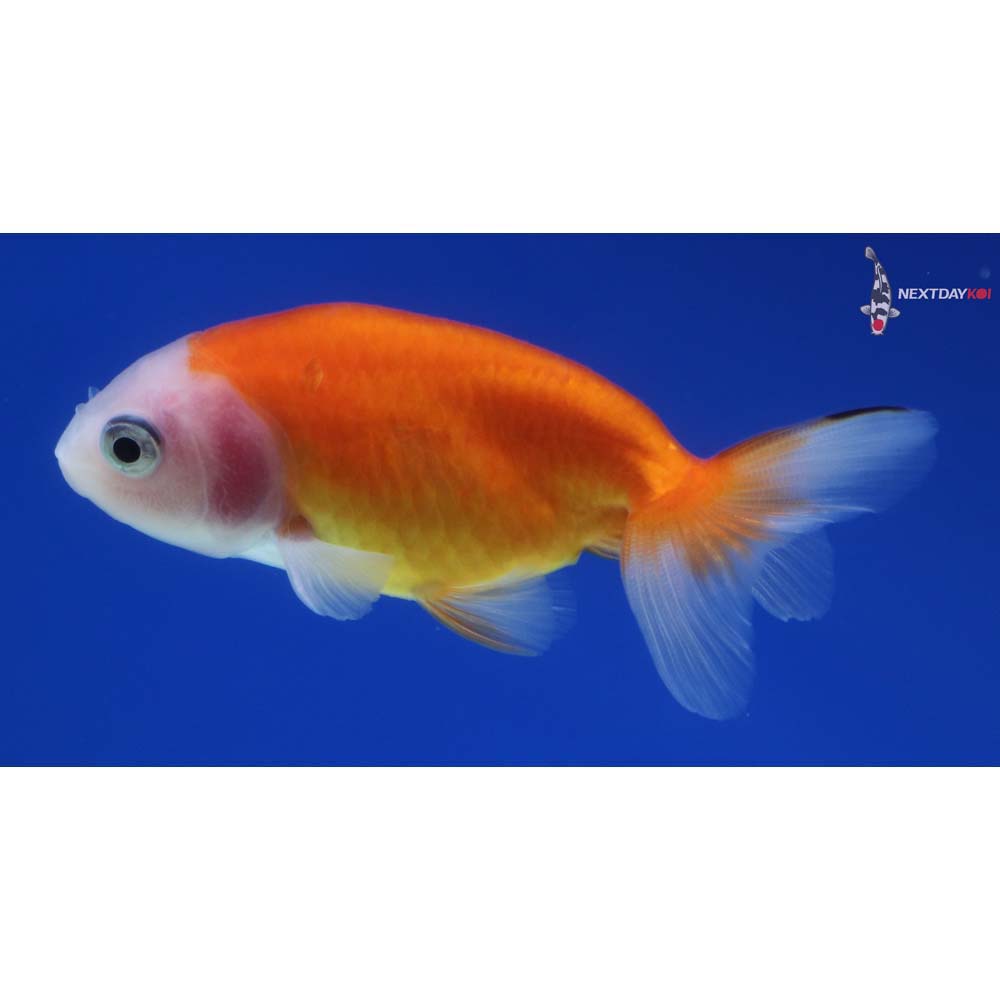 2.5” Imported Red and White Ranchu