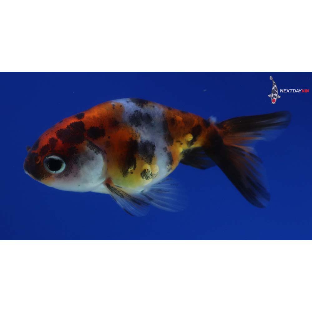2.5” Imported Calico Ranchu