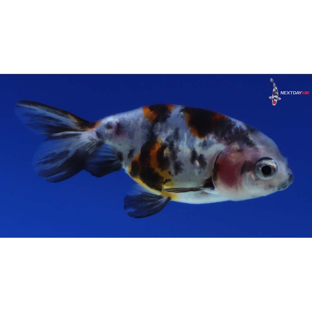 2” Imported Calico Ranchu