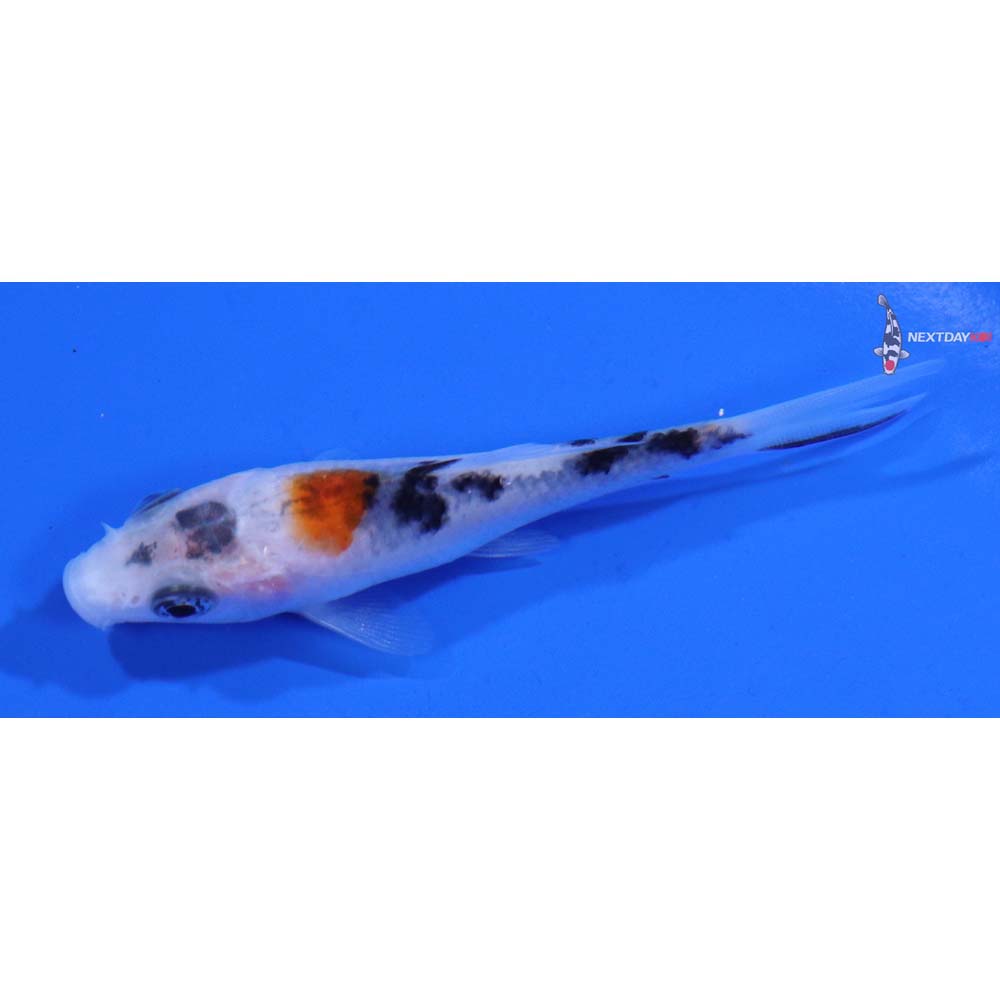 3.5” Imported Gin Rin Sanke